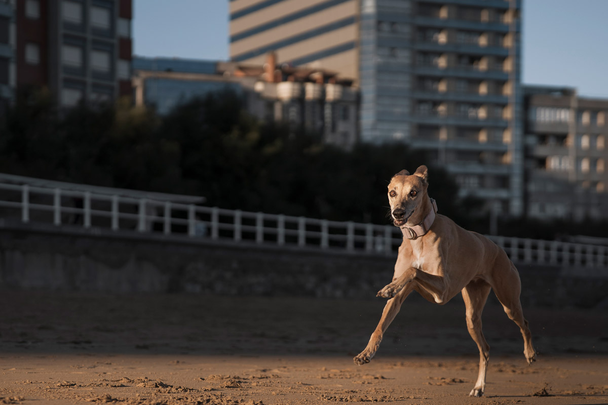 Ley de bienestar animal Gijón perros